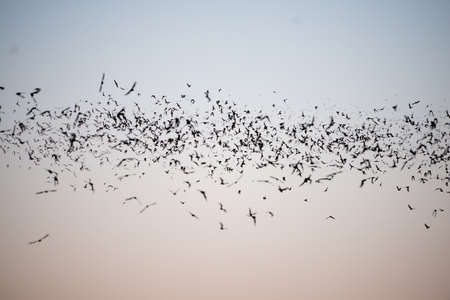 Mexican Free-Tailed Bats leaving a south Texas caveの写真素材