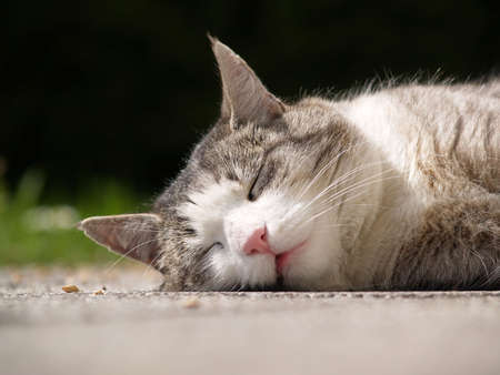 My neigbors lazy cat! - The kitty was enjoying the last summer sunrays.の写真素材