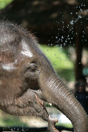 The big wash - This big fella enoyed his bath in the hot sun of Thailand.の写真素材