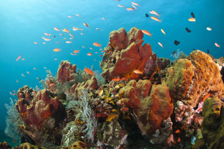 Reef fish over a colorful coral reef at Bali, Indonesia