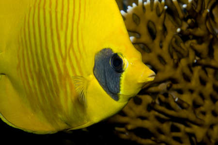 Close-up portrait of a Masked Butterflyfish in the Red Seaの写真素材