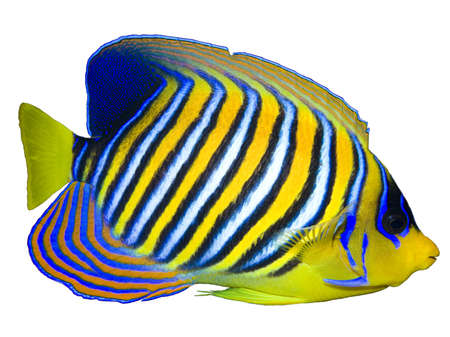 Regal Angelfish isolated on white