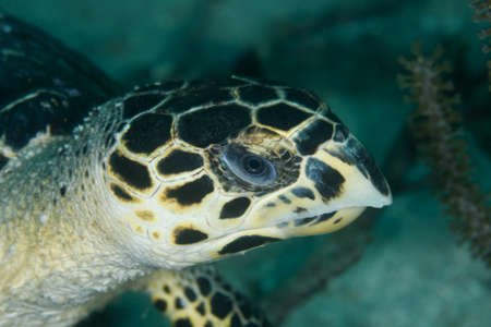 Close-up of a sea turtle in the Caribbean Seaの写真素材