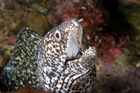 Spotted Moray Eel close-up in the Caribbean Seaの写真素材