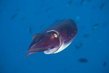 Close-up portrait of a Squid on a coral reef at Bali, Indonesiaの写真素材