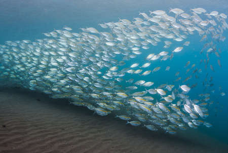 Large school of Yellow-striped scad over dark sand of the Island of Bali, Indonesiaの写真素材