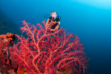 Red corals with a female diver in the background, on a reef at Bali, Indonesiaの写真素材