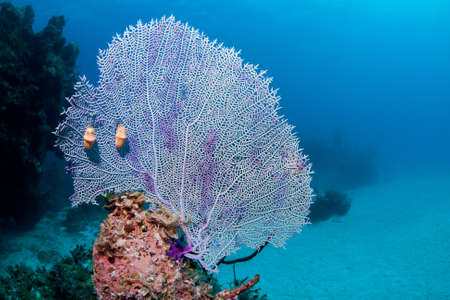 Fan coral with two Flamingo Tongues on a coral reef in the Bahamasの写真素材