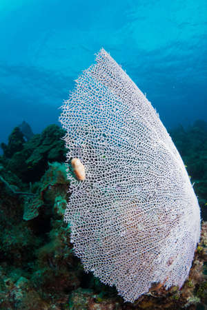 Fan coral with a Flamingo Tongue on a coral reef in the Bahamasの写真素材