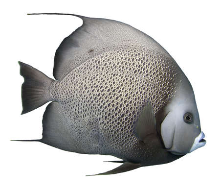 Grey Angelfish Isolated with a white backgrountの写真素材