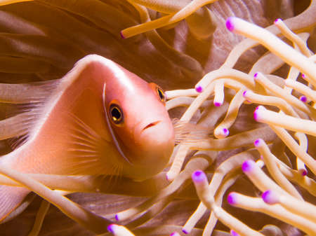 Pink Anemonefish close-up portraitの写真素材