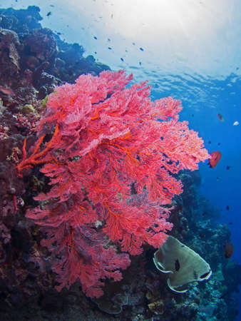 Giant coral on a reef at Bunaken, Indonesia