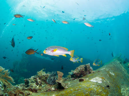 Yellowbanded Sweetlips on the Second World War USA Liberty Wreck in Tulamben,  Bali, Indonesia. The wreck is overgrown with corals and sponges and many species of fish live there.の写真素材
