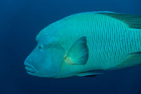 Close-up shot of a Napoleon Wrasse in the Red Sea, Egyptの写真素材