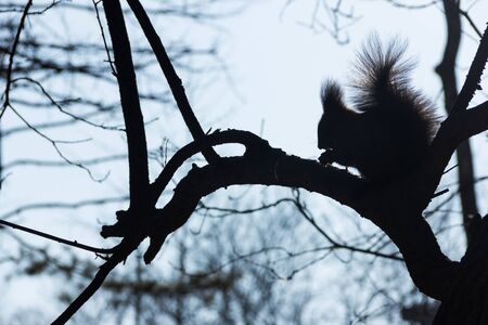 squirrel on treeの写真素材