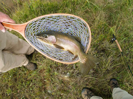 Trout in net caught fly fishing