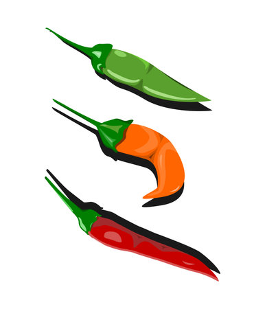 3 vector version of small chilies with different colors to indicate the level of ripeのイラスト素材