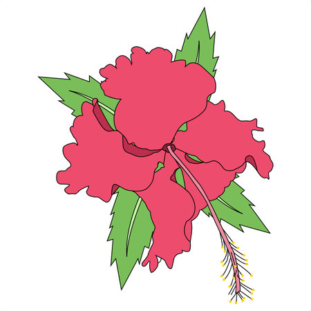 Hibiscus rosa-sinensis. A simple vector of a red flower surrounded by leaves and odorless. Flowers originating from East Asiaのイラスト素材
