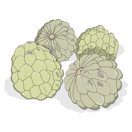 vector of three green srikaya fruitsのイラスト素材