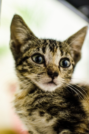 Kitten Portraitの写真素材
