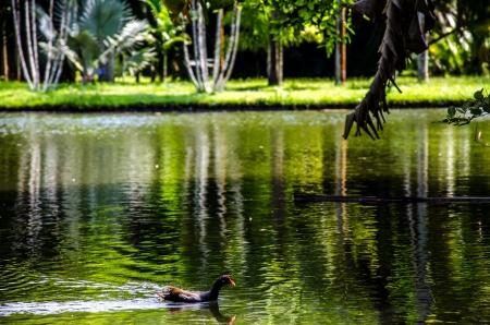 Duck in the Lakeの写真素材