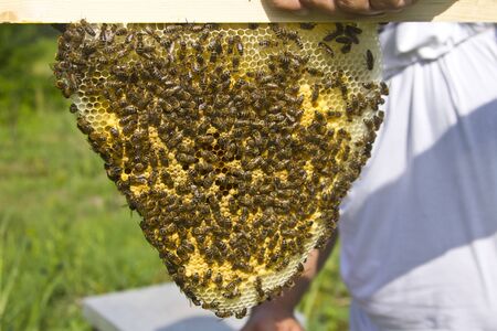 swarm of bees builds honeycomb, Pranjani, Serbia