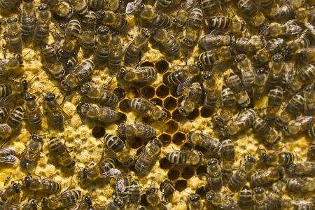 Swarm of beesの写真素材