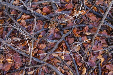 texture of wet leaves and dry branches, winter