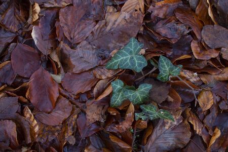 green plant on wet fallen leaves on forest soilの写真素材