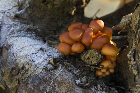 Close-up shot of a mushrooms growing on a frozen treeの写真素材