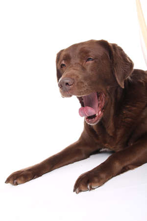 Beautiful close-up of a happy dog in front of a white backgroundの写真素材
