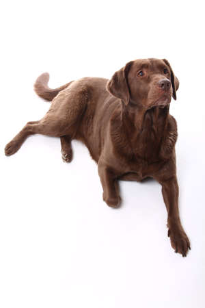 Beautiful close-up of a happy dog in front of a white backgroundの写真素材
