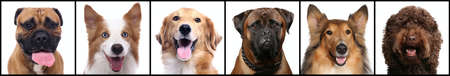 Group of beautiful animals in front of a white background