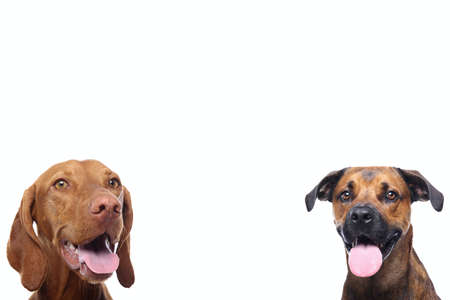 Group of beautiful dogs in front of a white background