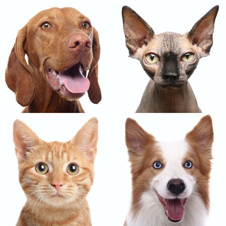 Group of beautiful animals in front of a white background