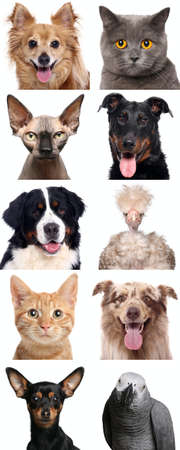 Group of beautiful animals in front of a white background