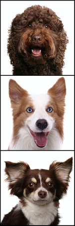 Group of beautiful animals in front of a white backgroundの写真素材