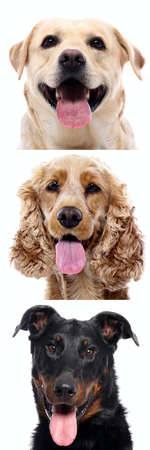 Group of beautiful dogs in front of a white background