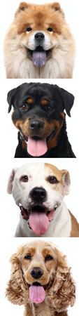 Group of beautiful animals in front of a white background
