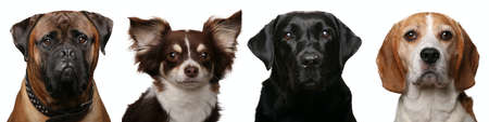 Group of beautiful animals in front of a white background
