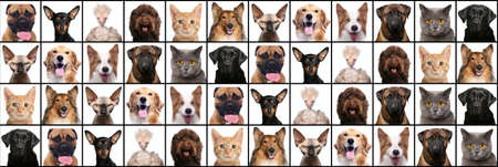 Group of beautiful animals in front of a white backgroundの写真素材