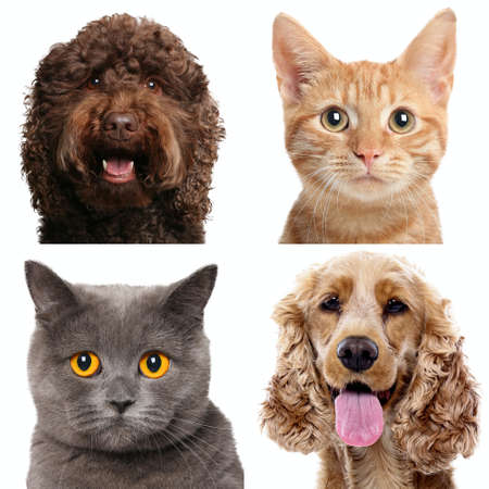 Group of beautiful animals in front of a white backgroundの写真素材
