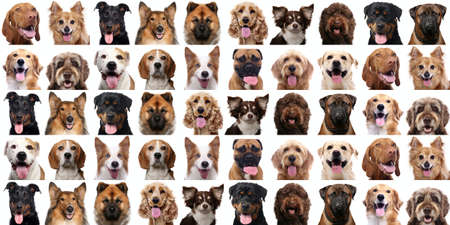 Group of beautiful animals in front of a white backgroundの写真素材