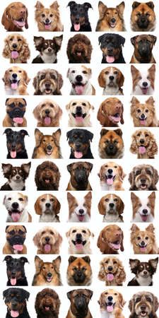 Group of beautiful animals in front of a white backgroundの写真素材