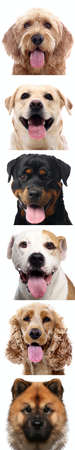 Group of beautiful animals in front of a white background