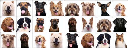 Group of beautiful animals in front of a white backgroundの写真素材