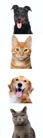 Group of beautiful dogs in front of a white backgroundの写真素材