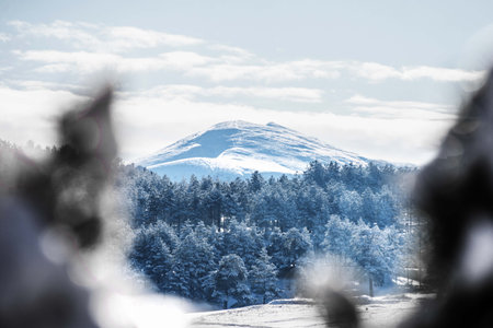 snowy mountain hill with conifer wood treesの写真素材