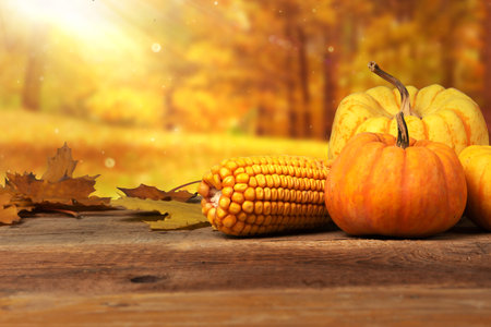 Autumn pumpkins with corn cob isolated on wooden tableの写真素材