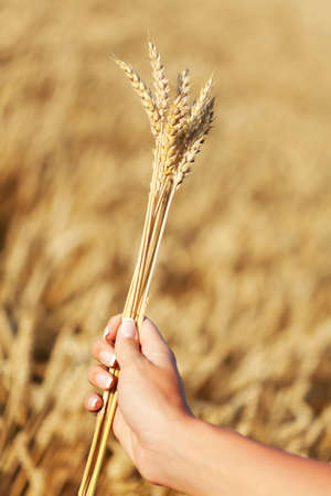 Woman holding wheatの写真素材